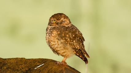 Burrowing Owl