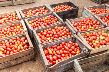 Crates of tomatoes at the Mercado Agropeculario (Agriculture Market) Hatibonico in Camaguey, Cuba