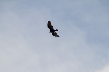 Turkey vulture (Cathartes aura)