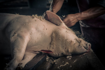 Swine slaughterhouse uses hot water for swine breeding in Thailand.