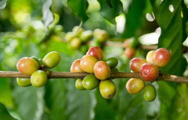 Coffee tree with ripe berries