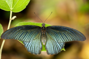 Obraz premium Image of Great Mormon Butterfly(male) on green leaves. Insect Animal. (Papilio memnon agenor Linnaeus,1758)