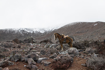 Horse on edge of the Chimborazo volcano