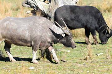 Water Buffalo