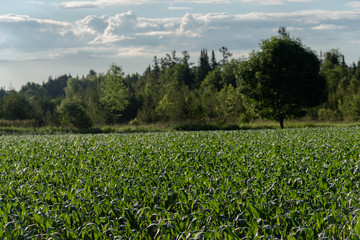 Corn field