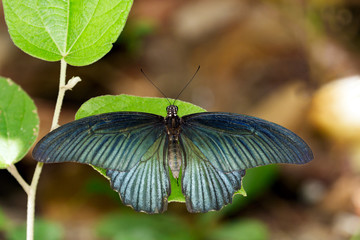 Image of Great Mormon Butterfly(male) on green leaves. Insect Animal. (Papilio memnon agenor Linnaeus,1758)