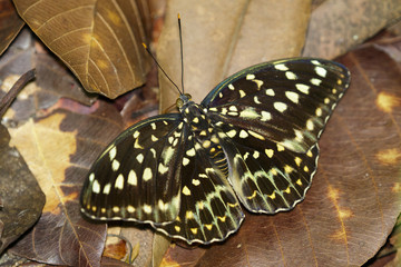 Image of Common Archduke Butterfly(female) (Lexias pardalis dirteana) on nature background. Insect Animal.