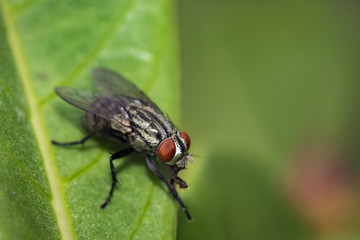 Image of a flies (Diptera) on green leaves. Insect Animal