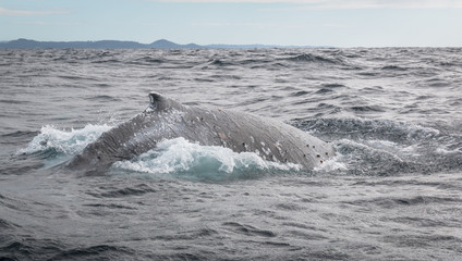 Fototapeta premium Humpback whale swimming at the surface in Australia
