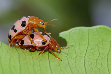 Image of Ladybird beetles or Ladybugs on green leaves. Insect Animal.