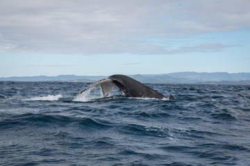 Humpback whale diving with its tail outside the water in Australia