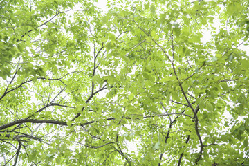 Fototapeta premium green tree leaves
