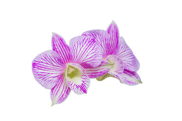 Beautiful orchid flower  on white background