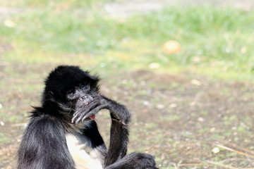 Fototapeta premium white-bellied spider monkey (Ateles belzebuth)