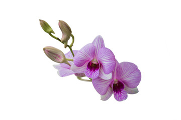 Beautiful orchid flower  on white background
