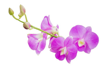 Beautiful orchid flower  on white background