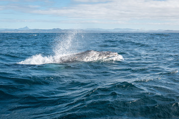 Naklejka premium Humpback whale breathing at the surface in Australia