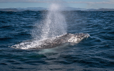 Naklejka premium Humpback whale breathing at the surface in Australia