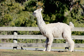 Suri Alpaca