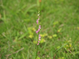 ねじり草_3