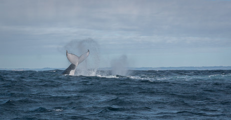 Humpback whale slapping its tail on the water in Australia