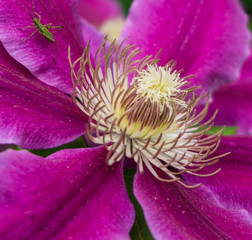 close up of magenta clematis with green bug
