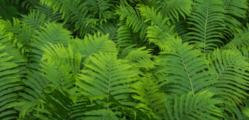 Fototapeta na wymiar green ferns, example of greenery: the Panton color for 2017 