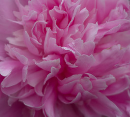 close up of pink peony petals 
