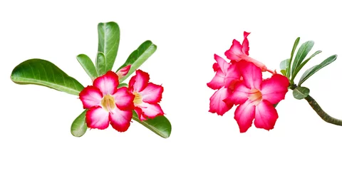 Fototapeten Azalee Red Azalea flowers on white.  © weerachaiphoto