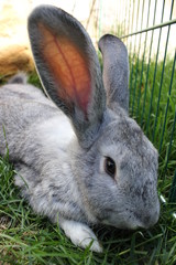 Pet Rabbit