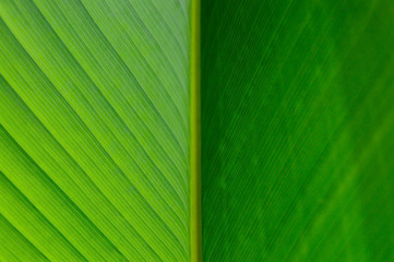 leaf close up