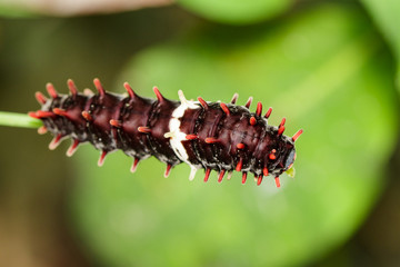 Image of a caterpillar bug on nature background. Insect Animal