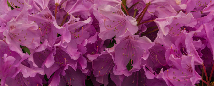banner picture of pink azalea blossoms in spring 
