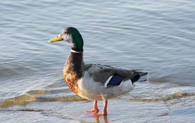 Duck in Water Watching Waves