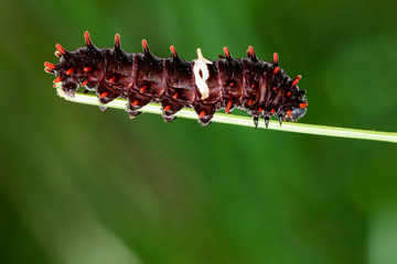 Image of a caterpillar bug on nature background. Insect Animal