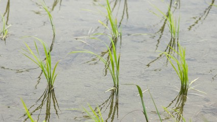 水田　クローズアップ