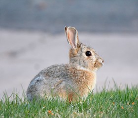 Cute  Bunny 