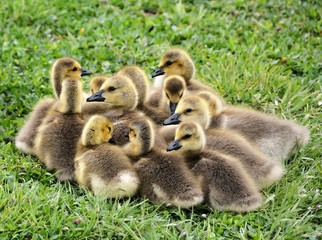 Baby Geese
