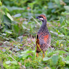 Chinese Francolin Bird