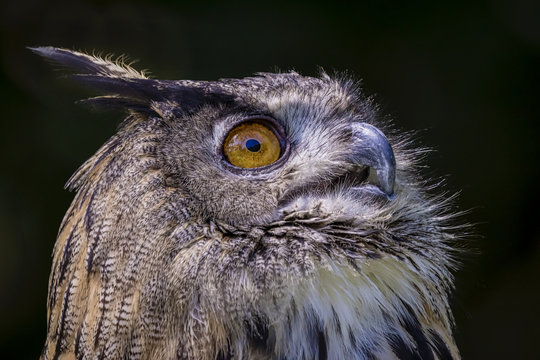 A captive Eurasian eagle-owl on display that was looking at something flying by in the sky.