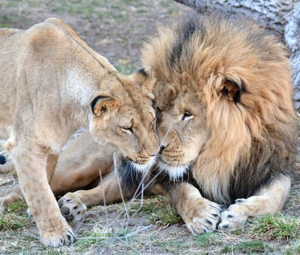 Pair of Lions
