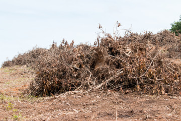 area adjustment for rubber plantation