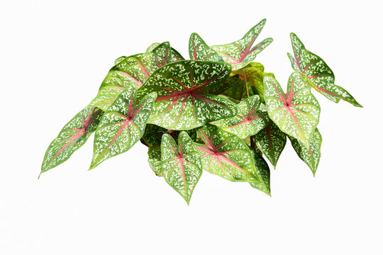 caladium leaf