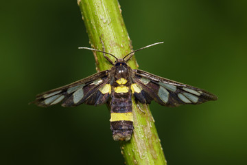 Image of Amata (moth) bug on nature background. Insect Animal