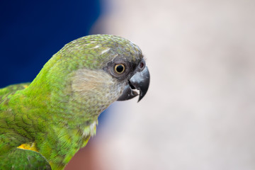 Obraz premium Sun conure Parrot