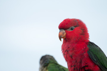 Sun conure Parrot