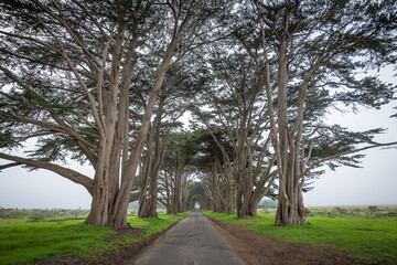 Cypress Tunnel, Point Reyes California