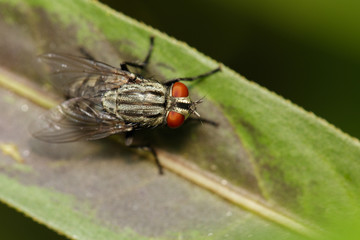 Image of a flies (Diptera) on green leaves. Insect Animal