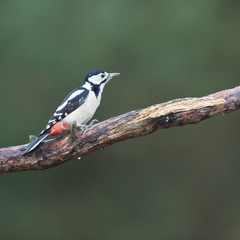 Female great spotted woodpecker