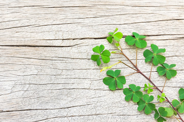 Shamrock has many leaves in the same shaft on the wooden floor with cracks.